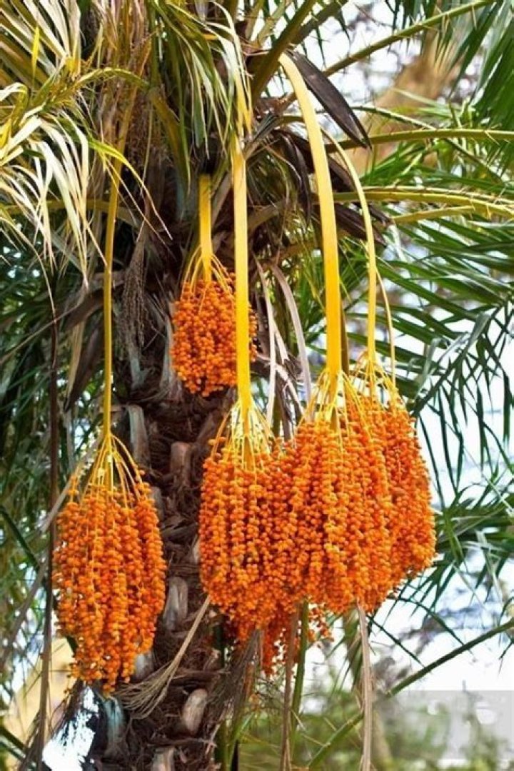 What part of a palm tree can you eat?