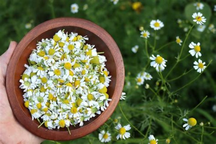 What part of chamomile is edible?