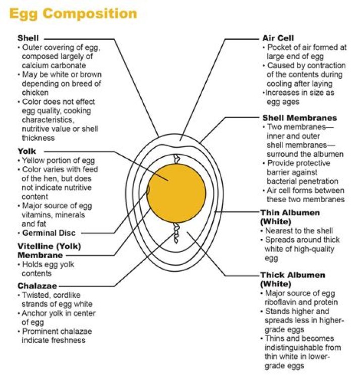 What part of the egg is protein?