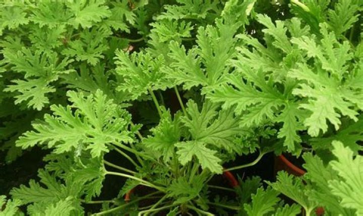 What plant has leaves that smell like lemon?