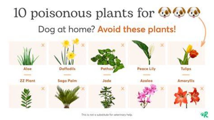 What plants are poisonous to dogs in Australia?