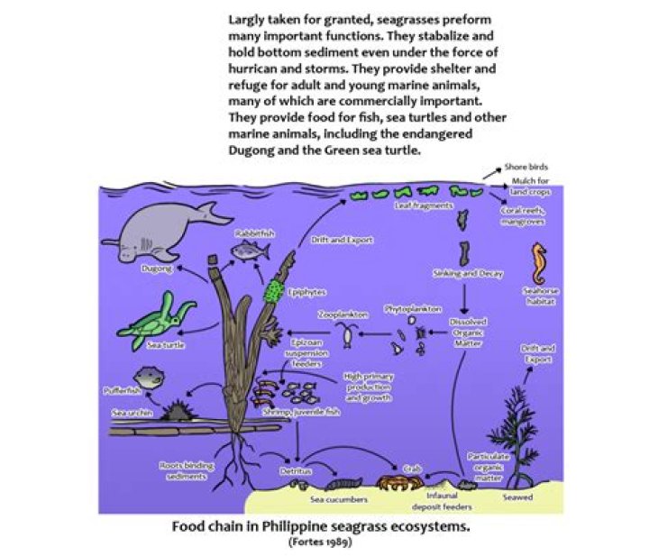 What primary consumer eats seagrass?
