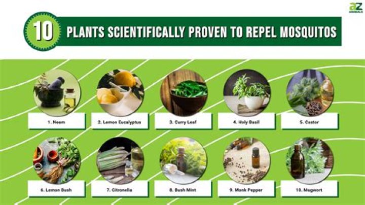 What really works to repel mosquitoes?