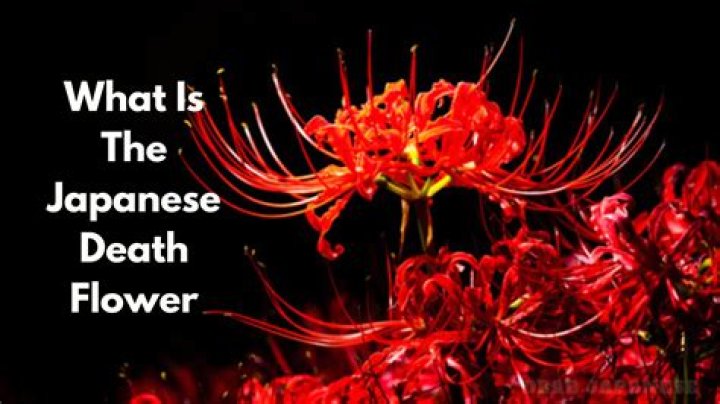 What red flower means death?