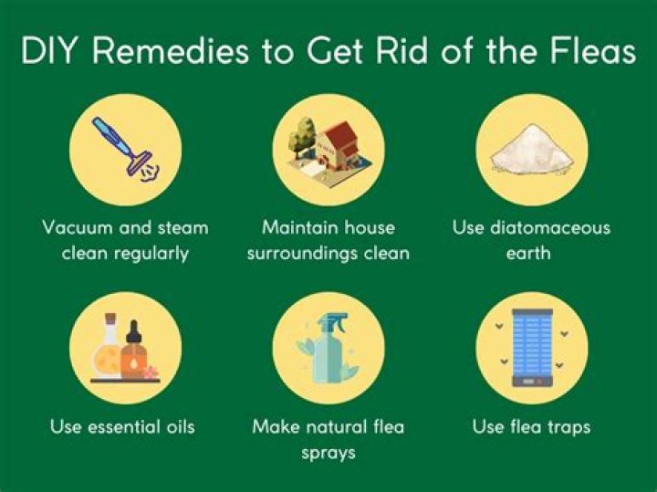 What’s the best product to get rid of fleas in the house?