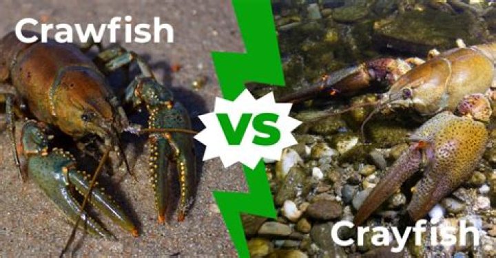What’s the difference between a crawfish and a crawdad?