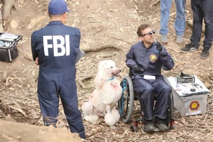 What season does Hodgins get paralyzed?