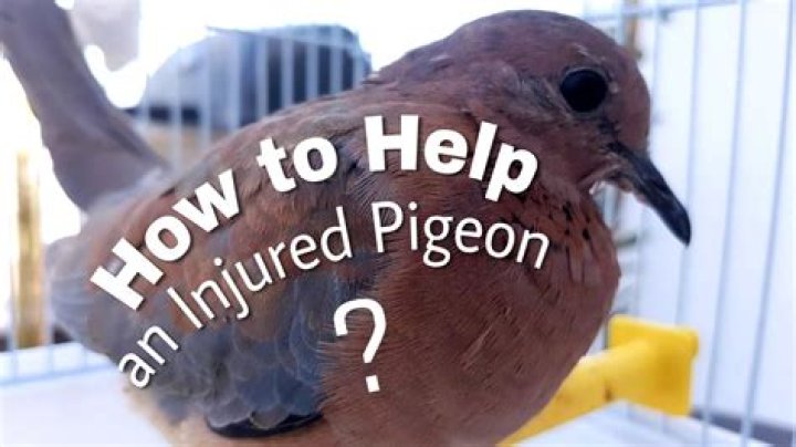 What should I do if I find an injured pigeon?