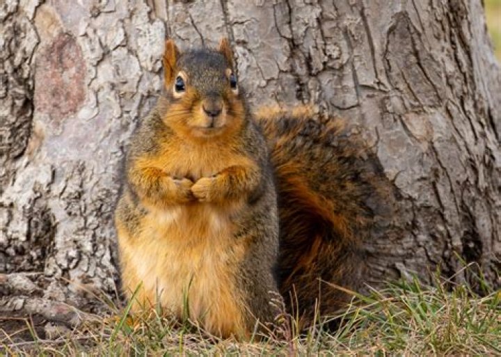 What sounds are squirrels afraid of?