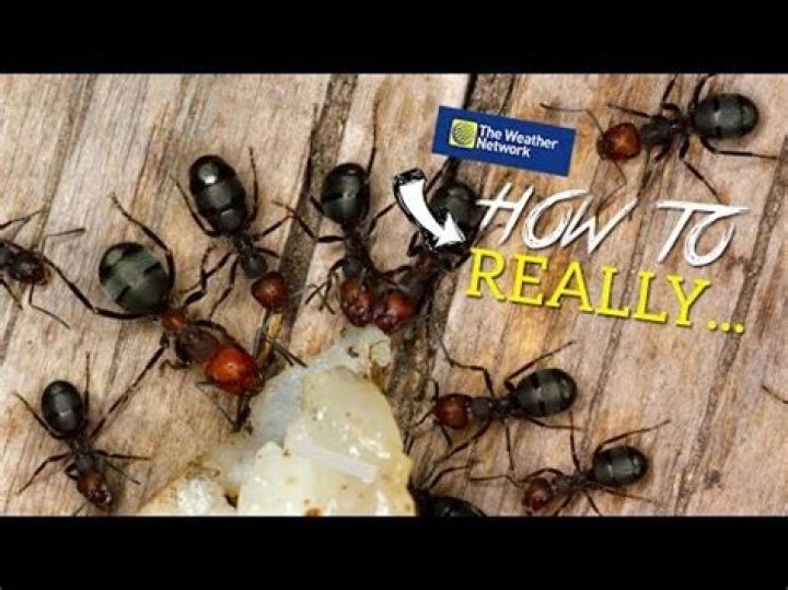 What spice will get rid of ants?