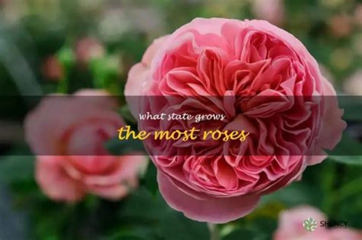 What state grows the most roses?