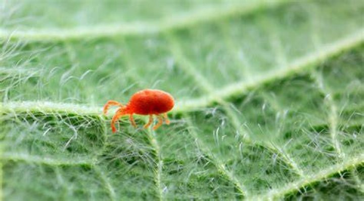 What temperature kills spider mites?