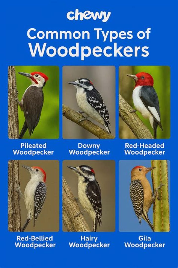 What time of year do woodpeckers have babies?