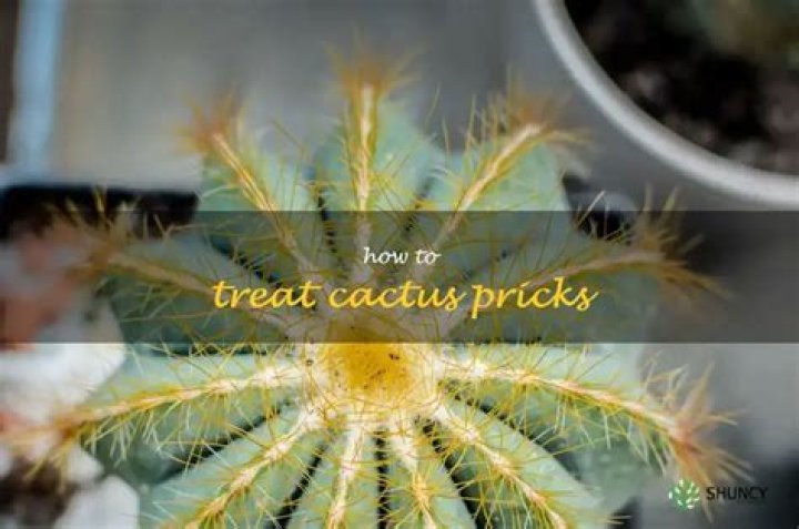 What to do if you get pricked by a cactus?
