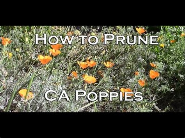 What to do with poppies after flowering?