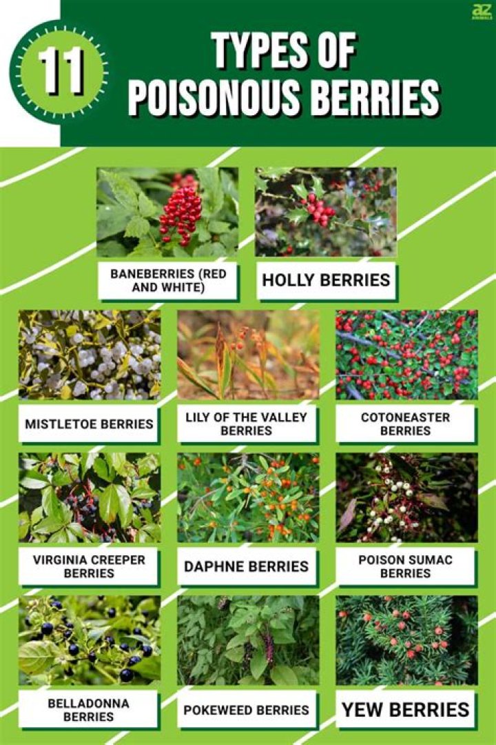 What tree berries are poisonous to dogs?