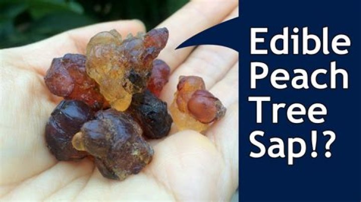 What Tree sap is edible?
