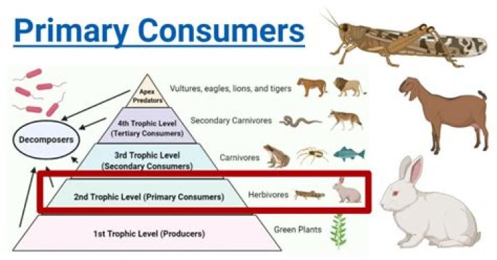 What type of consumer is a vulture?