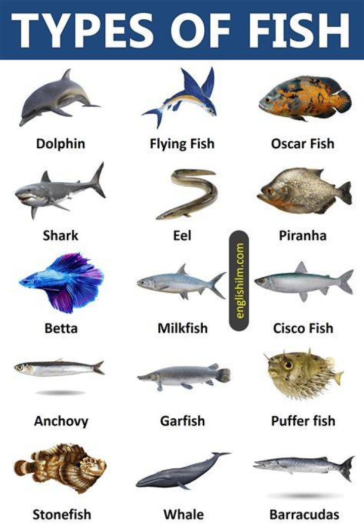 What type of fish does Rubios use?
