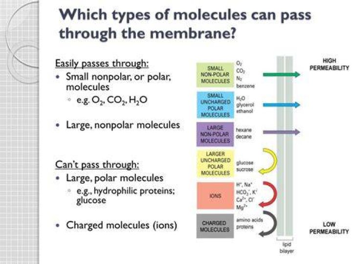 What type of molecules can easily pass through the cell membrane?
