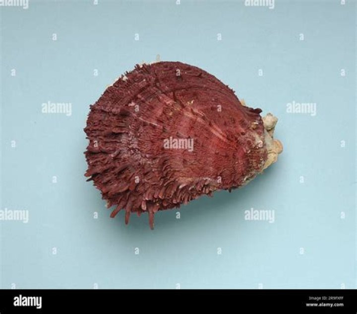 What was the spondylus shell used for?