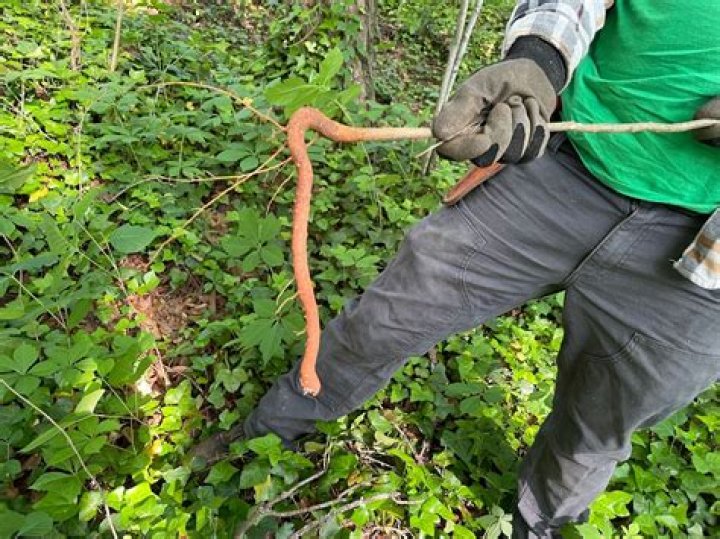 What will kill a mimosa tree?