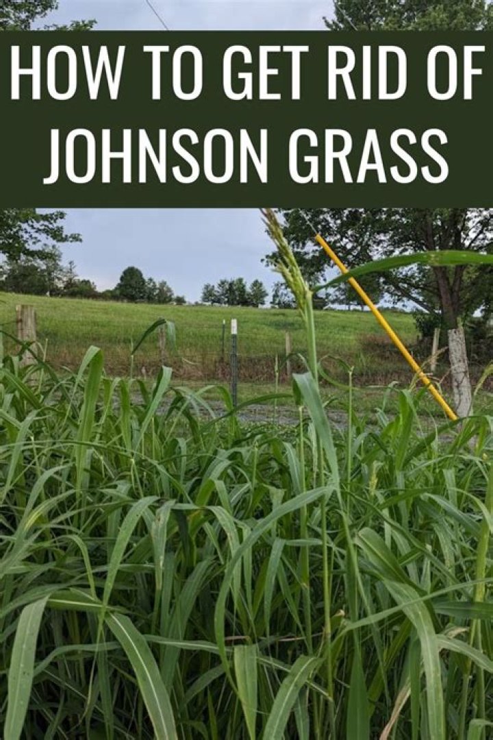 What will kill Johnson grass but not Bermudagrass?