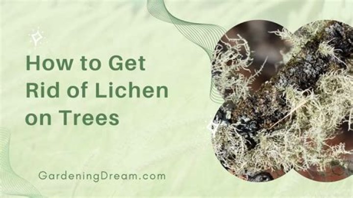 What will kill lichen?
