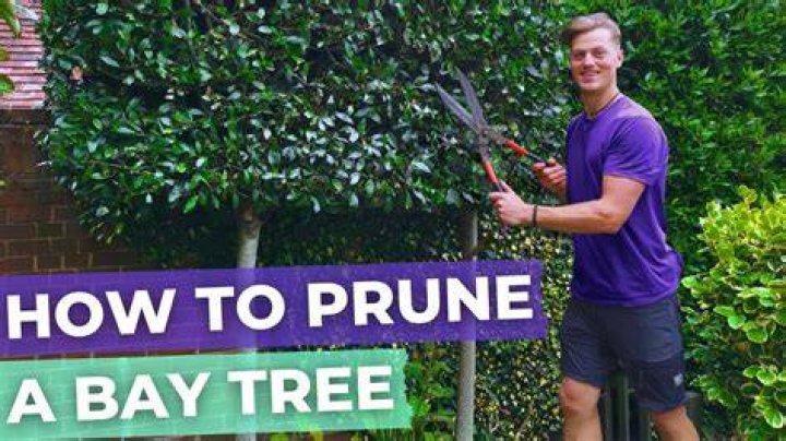 When should I prune my English box hedge?