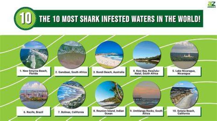 Where are the most shark infested waters?