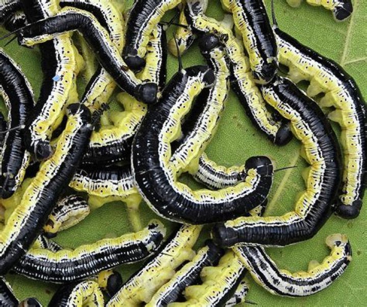 Where can I find catalpa worms?