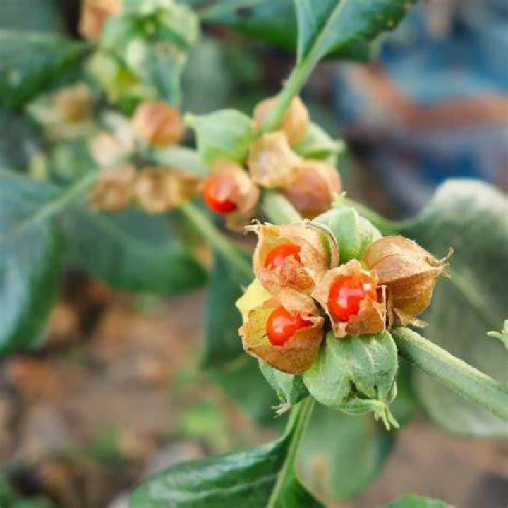 Where can I get ashwagandha plant?
