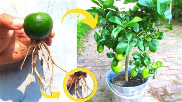 Where can limes grow?