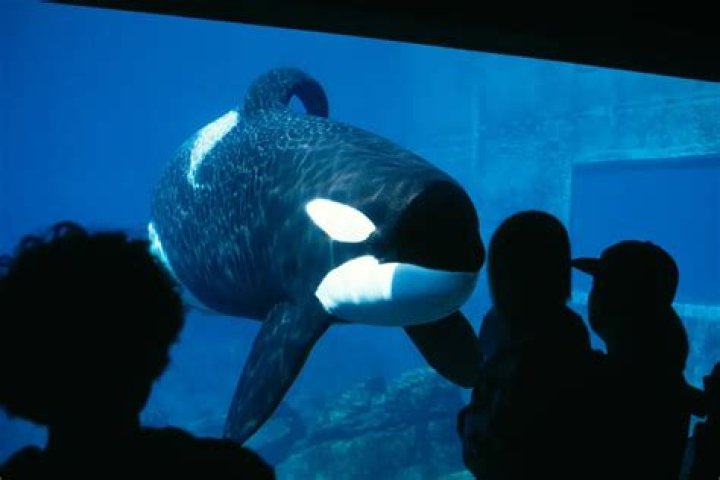 Where did Keiko live in Oregon?