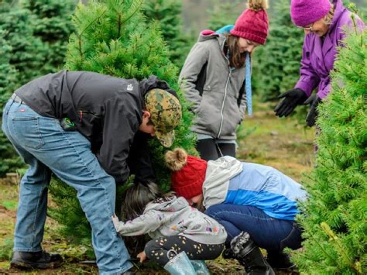 Where do Aldi get their Christmas trees from?