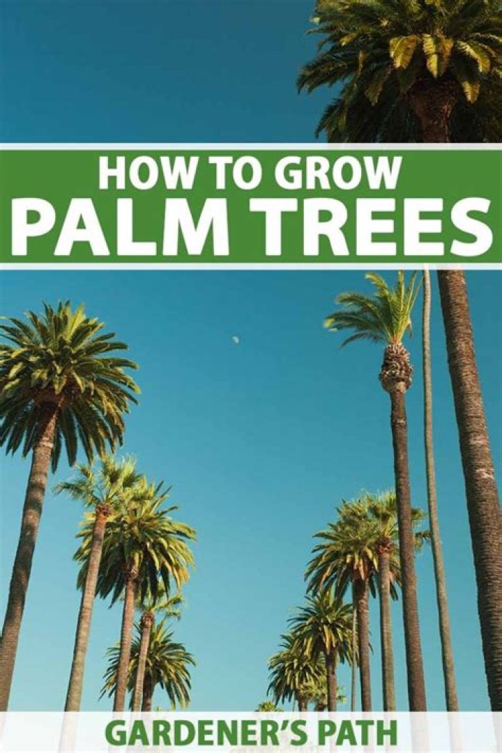 Where do ash trees grow in America?