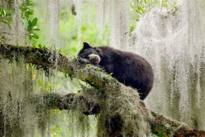 Where Do bears sleep at night?