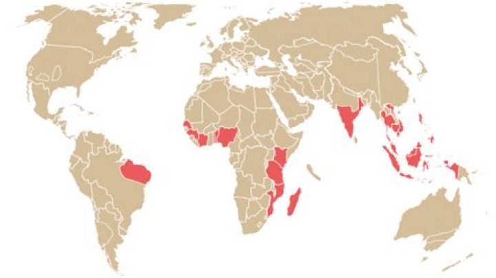Where do cashews grow in the world?