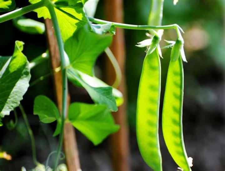 Where do Peapod groceries come from?