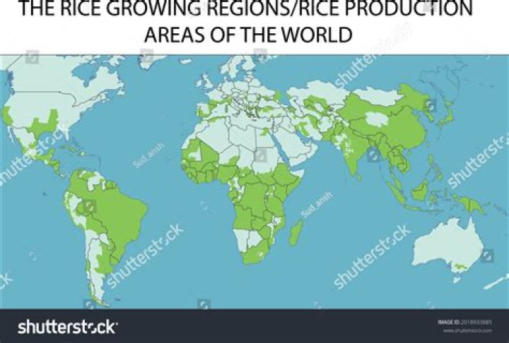 Where does Aldi rice come from?