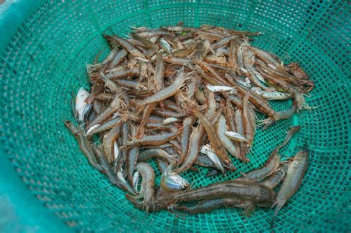 Where does Costco shrimp come from?