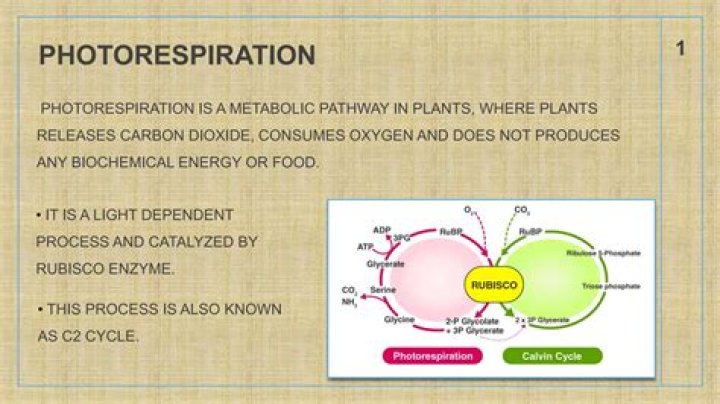 Where does Photorespiration occur?