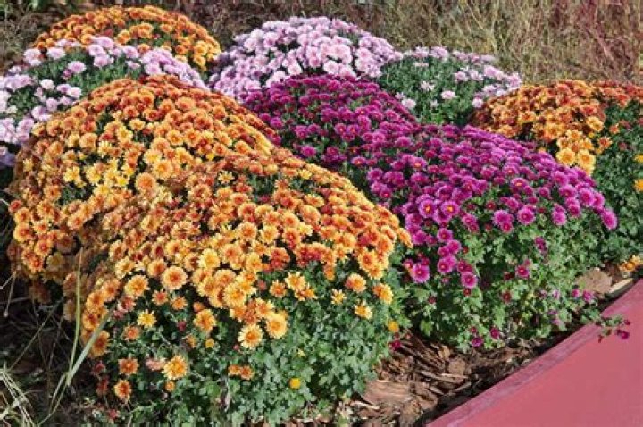 Where is the best place to plant mums?