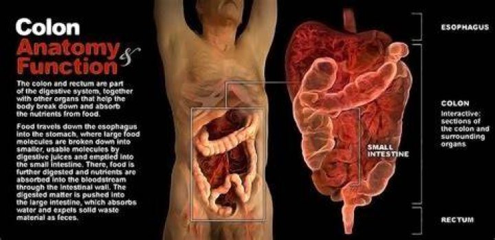 Where is the colon located in the human body?