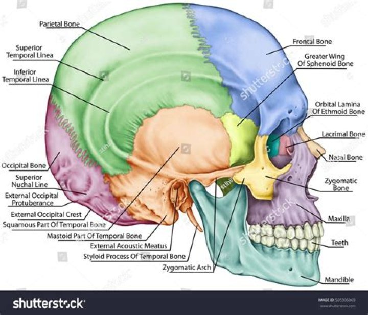 Where is the cranium?