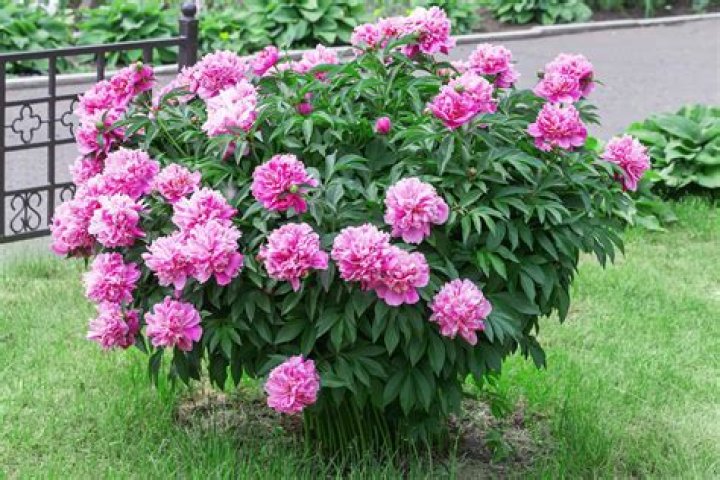 Where should I plant Itoh peonies?