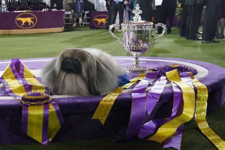 Which breeds have never won best in show?