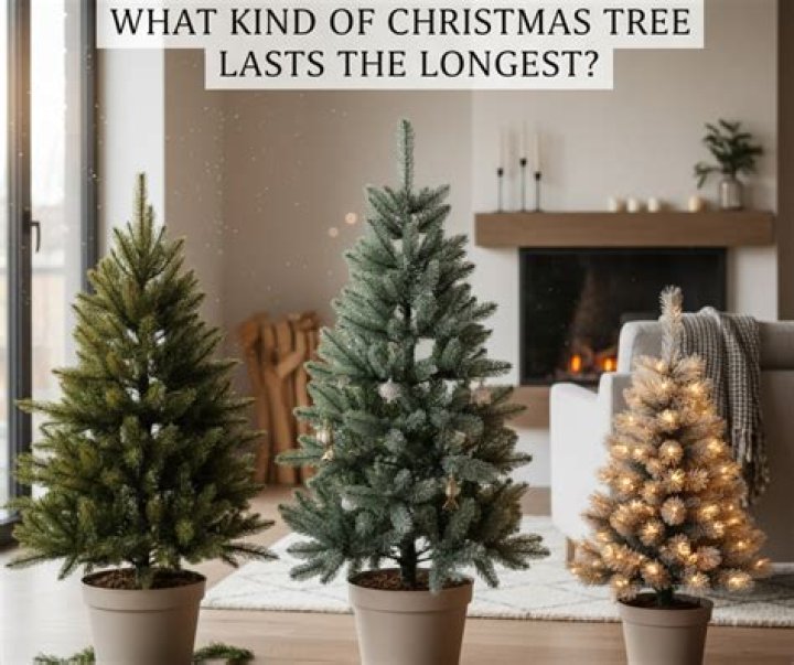 Which Christmas tree lasts longest?