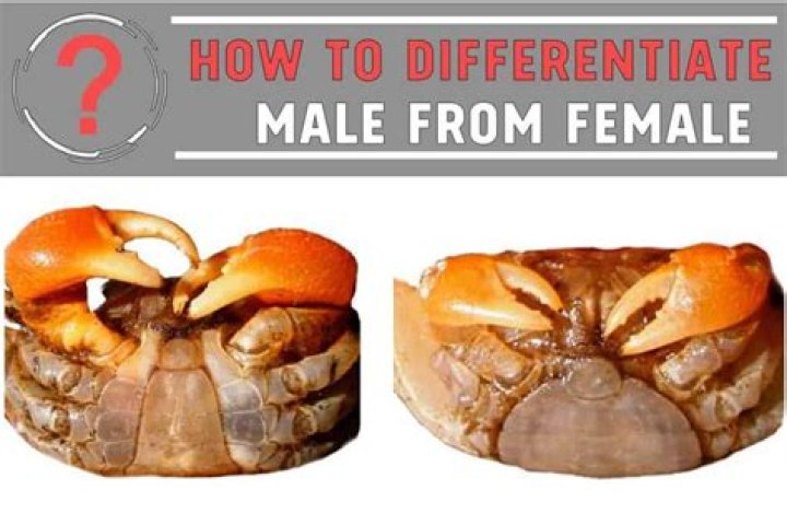 Which crab is tasty male or female?