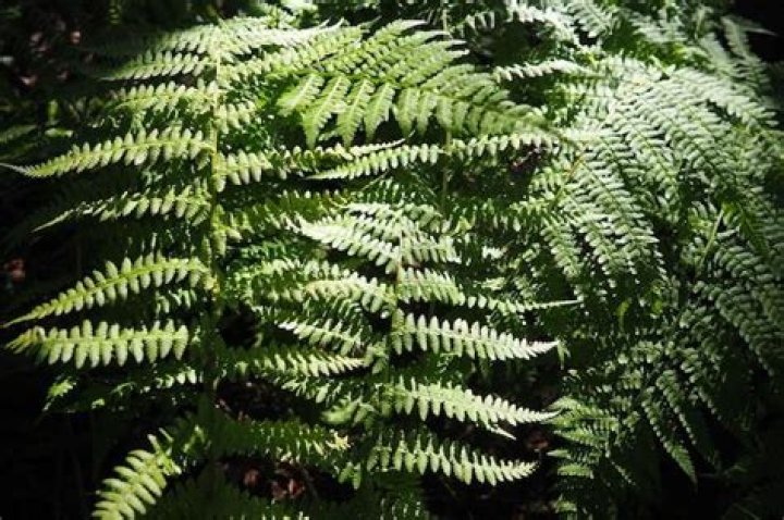 Which ferns are poisonous?